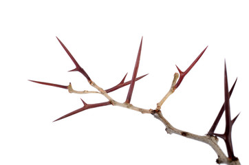 a lot of acacia branches with thorns isolated on white backgroun - obrazy, fototapety, plakaty