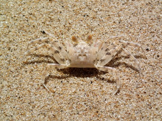Camouflage of sand crab