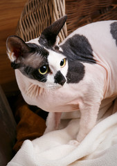  Sphynx Cats Inside a Wooden Basket Looking Up.