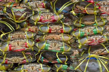Fototapeta premium Background Tied Crabs in the Fresh Market