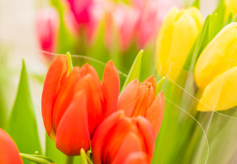 Naklejka premium Tulpen Frühjahr Blumen