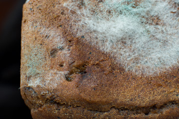mold on bread on a black background