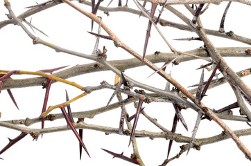 a lot of acacia branches with thorns isolated on white backgroun