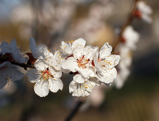 white flowers blooming on branch
