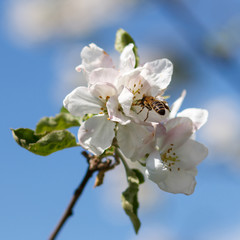 Close up of honey bee in cherry blossoms