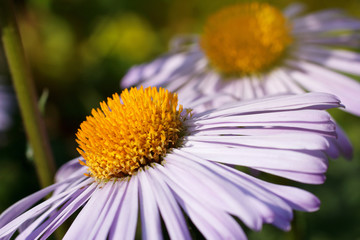 pink daisy flower