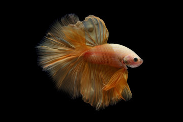 Fototapeta premium betta fish isolated on black background