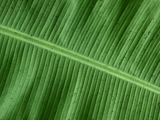 Banana leaf with water drop effect
