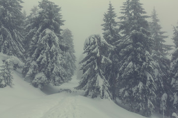 Fototapeta premium Winter forest
