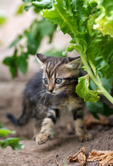 Naklejka na ściany i meble little kitten walking on the garden