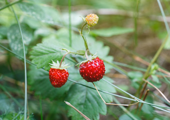 fresh red strawberries