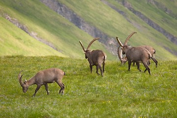 Alpine Ibex Grazing