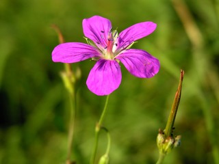 small purple flower on meadow