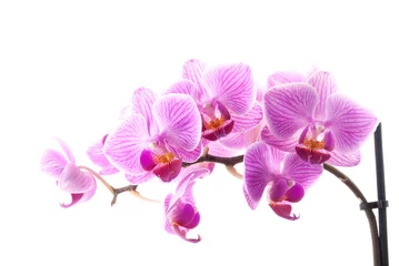 Fotobehang Orchidee Roze orchidee in pot op witte achtergrond.