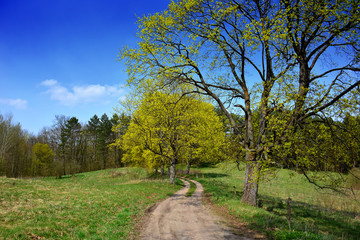 Obraz premium Spring landscape with dirt road