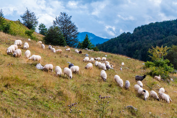 Fototapeta na wymiar Sheep grazing