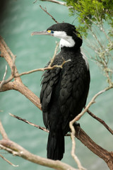 Australian pied cormorant , Phalacrocorax varius,New Zealand South Island