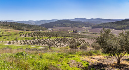 Fototapeta na wymiar Mediterranean rural landscape, Israel