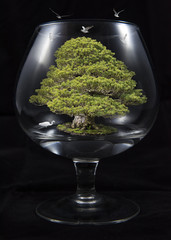 bonsai in the glass