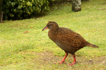 large flightless ,West gallirallus australian,  Gallirallus  australis, New Zealand South Island