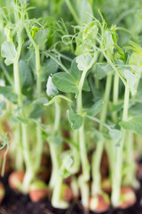 Organic pea sprouts in white backround.
