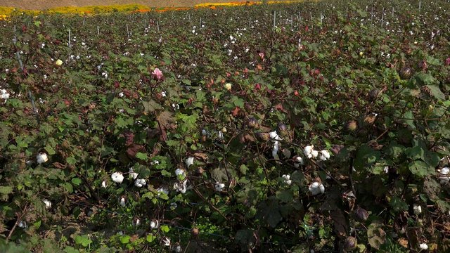 Cotton field (Gossypium hirsutum). 