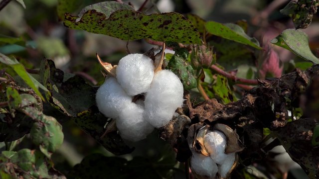 Fiber in the open boll of Cotton plant (Gossypium hirsutum).