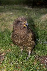 large flightless ,West gallirallus australian,  Gallirallus  australis, New Zealand South Island