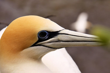 Australasian gannet, Morus serrator nest colony, Muriwai Beach, New Zealand