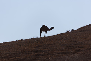 wild camel in the desert