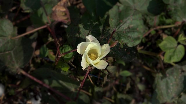 Bee in a cotton flower (Gossypium hirsutum)