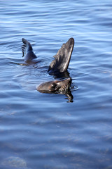  Fur Seal, Arctocephalus forsteri, carried out in water stunt, South Island New Zealand