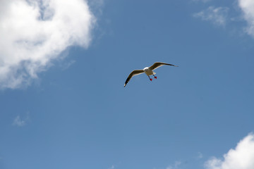 Fototapeta na wymiar Red-billed Gull, Larus novaehollandiae in flight, South Island New Zealand