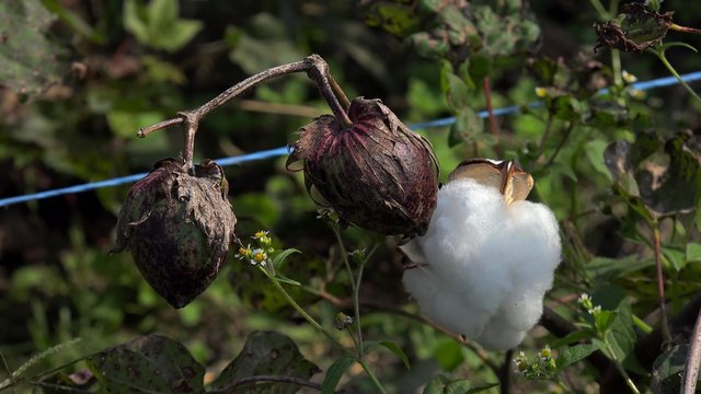 Closed & open Cotton bolls (Gossypium hirsutum)