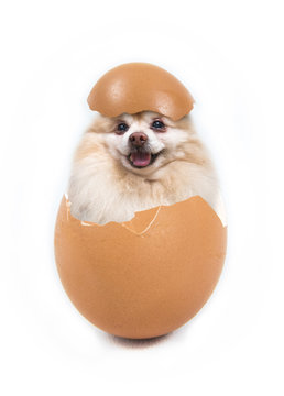 Dog In The Egg Isolated On White Background , Clipping Path