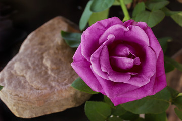 Violet perple rose flower with rock on dark background