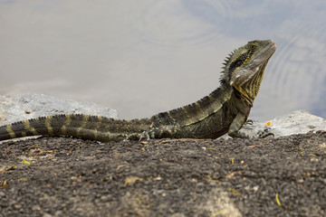 Monitor Lizard