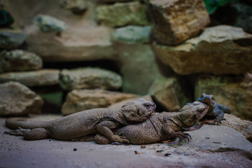 Saurian relaxing