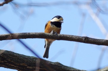 Varied tit