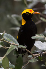 Male Regent Bowqerbird