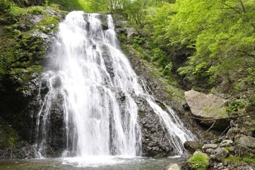 Fototapeta premium 丹沢山地 雷滝