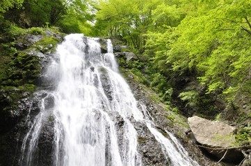 Naklejka premium 丹沢山地 雷滝