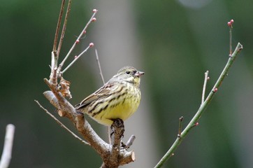 Black-faced bunting