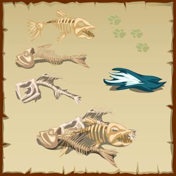 Skeletons of different fish and other items 