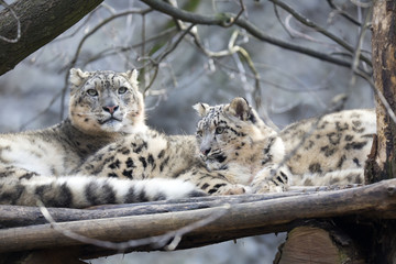 female with young snow leopard, Uncia uncia