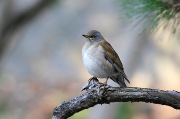 Pale thrush
