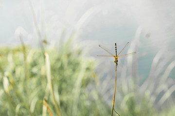 dragonfly on the top of grass water background