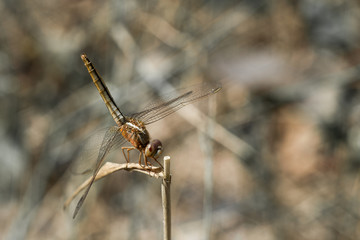 dragonfly on the top of grass water background