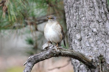 Fototapeta premium Pale thrush 