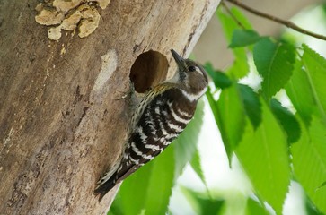 Pygmy woodpecker
